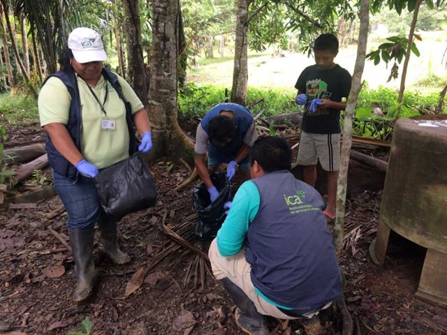 El ICA capacitó a la comunidad de Pituna, en Vaupés, sobre los peligros que representa el caracol gigante africano para la agricultura
