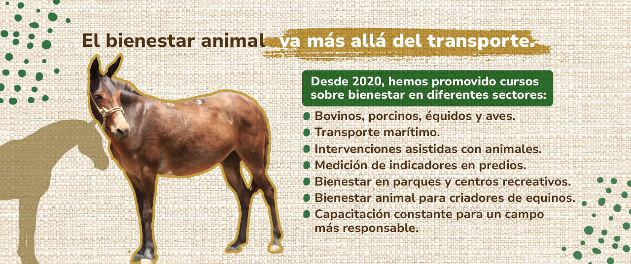 Más allá del transporte