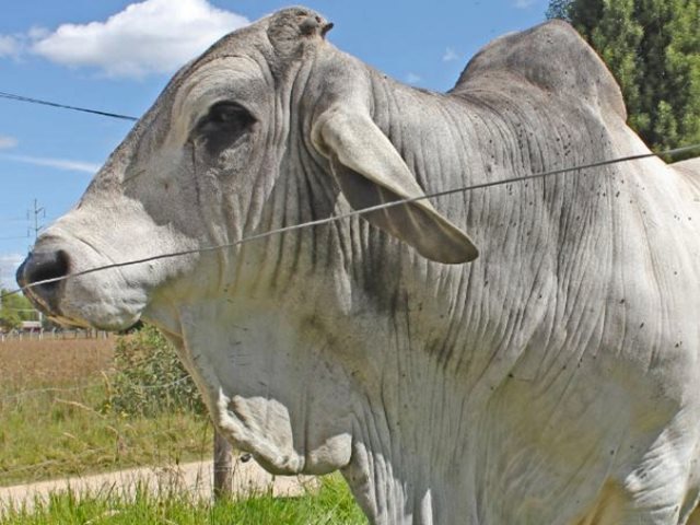 Ofensiva contra el contrabando en zona de frontera ha dejado la incautación de más $4 mil millones en productos agropecuarios