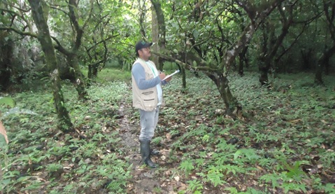 En Guainía, el ICA adelanta monitoreo constante a las principales plagas y enfermedades del cacao 