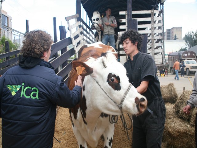 ICA ha certificado el ingreso de más de mil animales de diferentes especies 