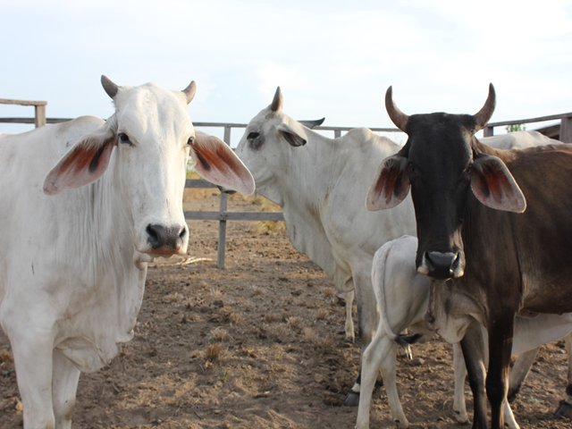 ICA avanza en el control de la rabia bovina