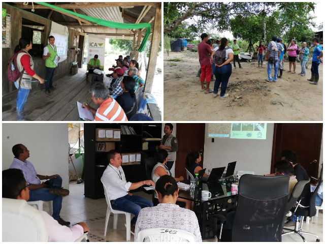 En el Guaviare, proyecto de innovación empresarial en cultivos de cacao es supervisado por el ICA 