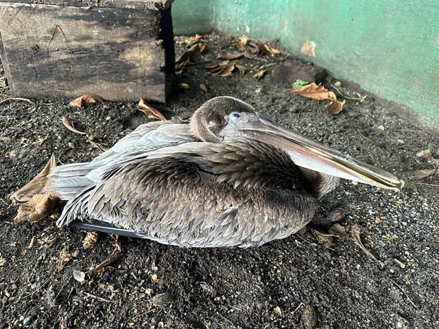 El ICA interviene en nuevo foco de influenza aviar en aves silvestres 