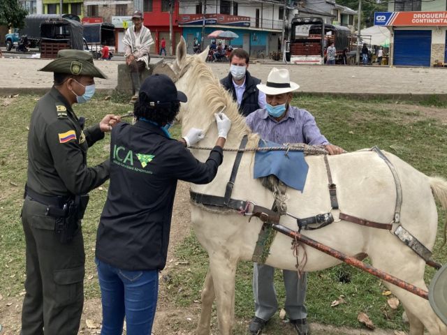 Con jornadas de vacunación previenen la encefalitis equina venezolana en el Cauca
