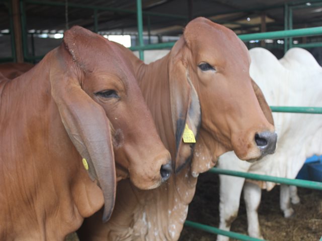 Colombia logra una nueva admisibilidad de carne bovina, en esta oportunidad se trata del Reino de Arabia Saudita