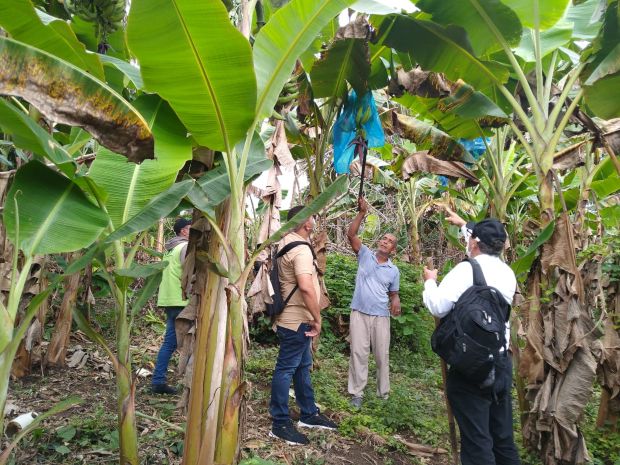 Foto-ICA-cultivos-platano-Cordoba-2.jpg Foto-ICA-cultivos-platano-Cordoba-2.jpg
