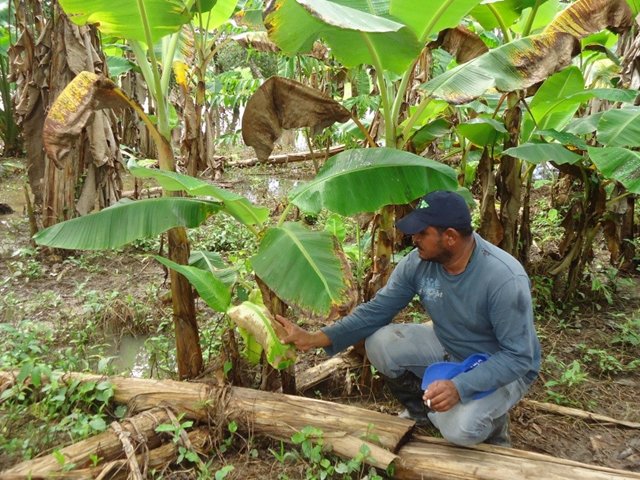 El ICA desarrolla visitas fitosanitarias a cultivos de plátano en Guainía 