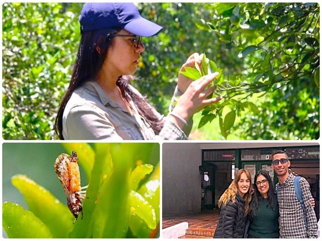 Equipo de trabajo de la Dirección Técnica de Epidemiología y Vigilancia Fitosanitaria