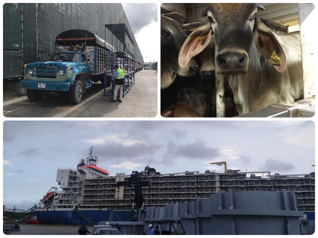 El ICA verificó el cumplimiento de requisitos para la exportación de ganado en pie hacia el Medio Oriente