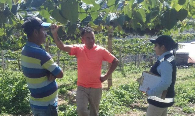 El ICA realizó brigada fitosanitaria en cultivos de plátano, banano, frutales y café, en Guaduas, Cundinamarca