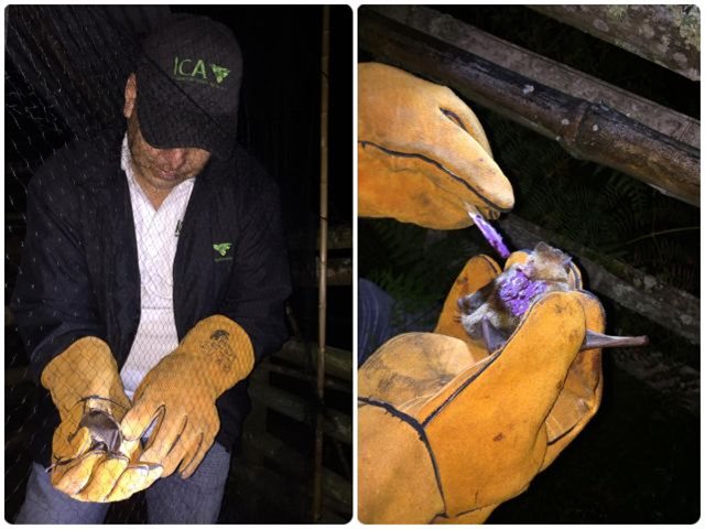 El ICA realizó jornada de captura de murciélagos hematófagos en el Cauca