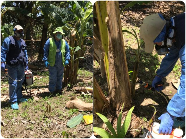 Productores de Bolívar se capacitan en la prevención y manejo de enfermedades del cultivo de plátano y banano