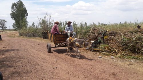 Equinos-Cesar02.jpg