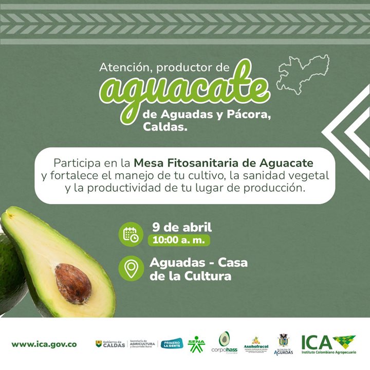 AGUACATE.jpeg