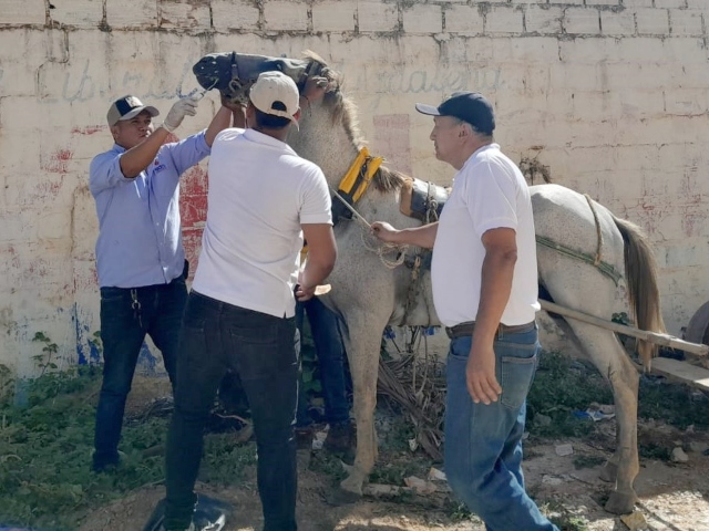 Más de 50 équidos del Magdalena fueron vacunados contra la Encefalitis Equina Venezolana (EEV)