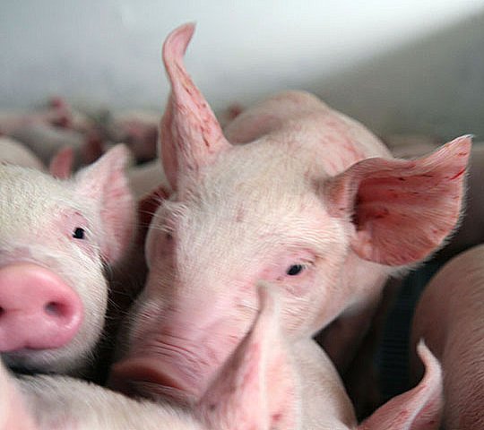El Meta trabaja para declararse zona libre de peste porcina clásica 