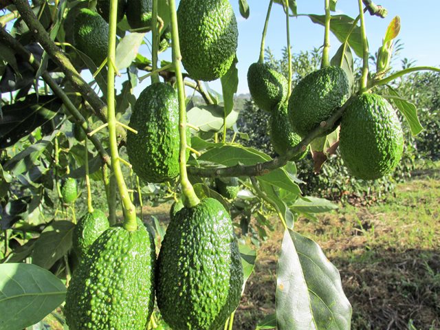 Las exportaciones de aguacate Hass de Colombia a Estados Unidos continúan abiertas
