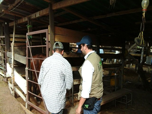 El ICA toma medidas sanitarias para las cabalgatas sampedrinas en el Huila