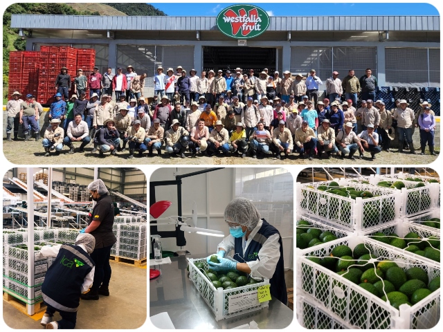 Con 23 mil kilos de aguacate Hass, Colombia inicia la conquista del mercado de Chile 