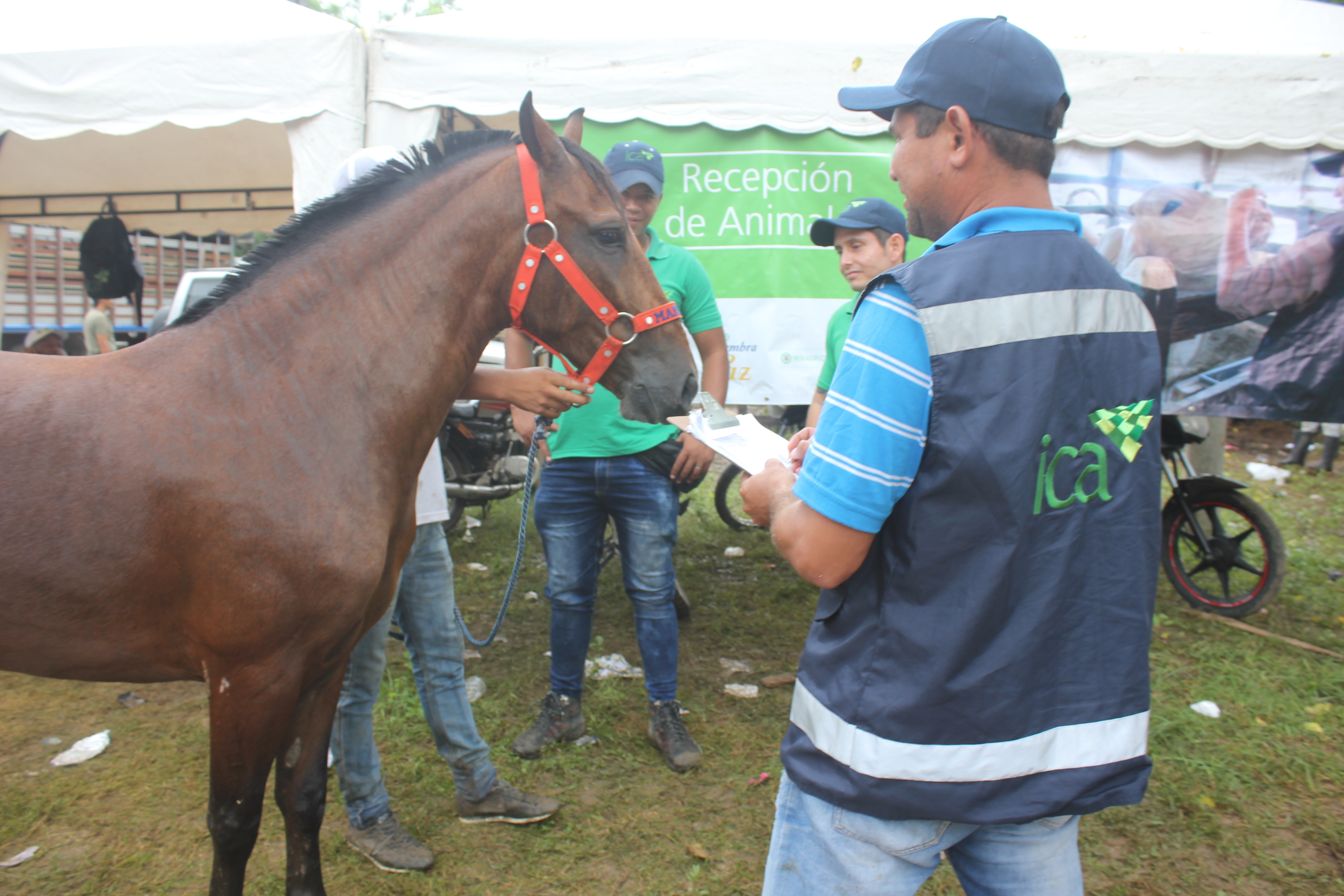 El-ICA-y-ganaderos-de-Roldanillo-le-cumplen-a-la-sanidad-animal-durante-la-feria-2.JPG
