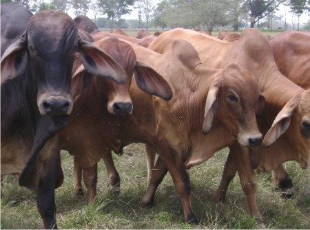 94%  de la población bovina del país fue vacunada contra la fiebre aftosa
