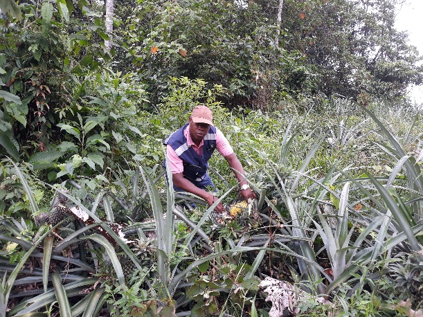 La sanidad de la piña chocoana es monitoreada por el ICA