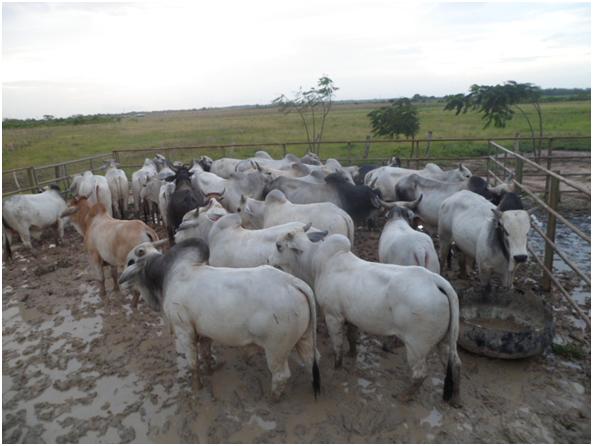 El ICA dispuso el sacrificio de ganado de contrabando en Arauca 