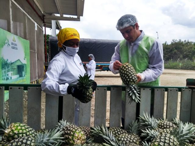 El ICA, gremios y productores del Valle del Cauca, trabajan para fortalecer la producción agropecuaria  