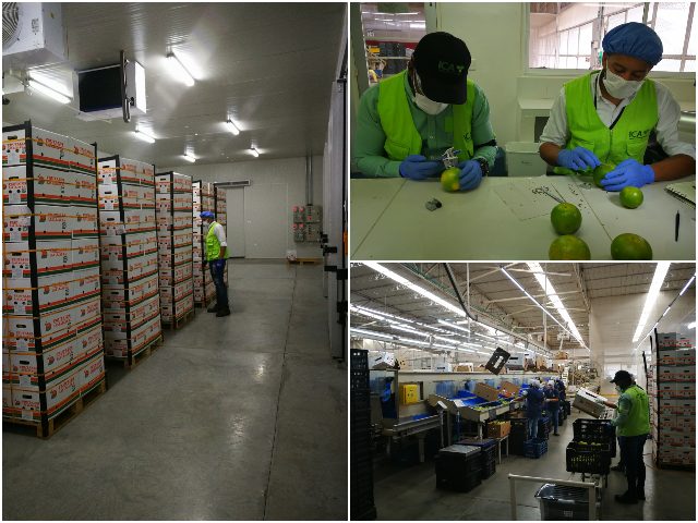 Inspección a cítricos de exportación.