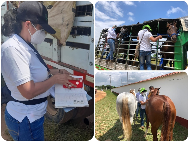 Seguimiento y control en concentraciones ganaderas de Casanare 