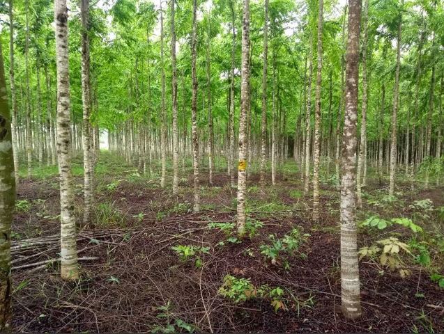 En el Guaviare, el ICA protege la sanidad de los cultivos forestales