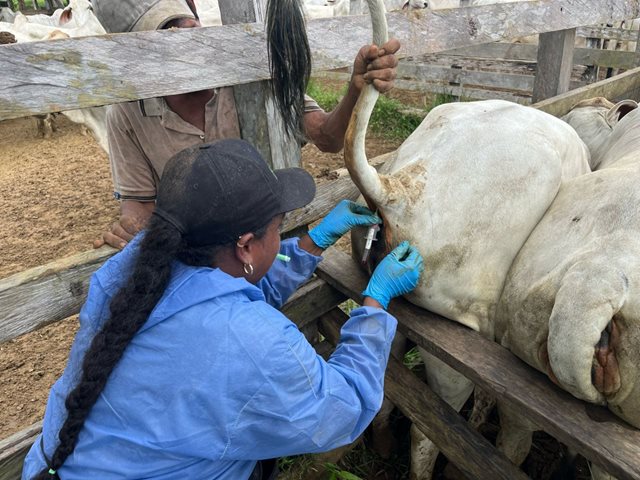 Primera fase de muestreo en el Guaviare. 