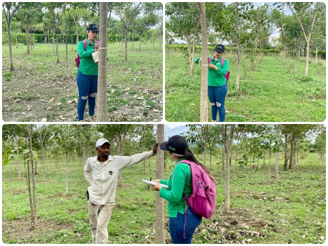 Plantaciones forestales en el Tolima avanzan con buena condición fitosanitaria 