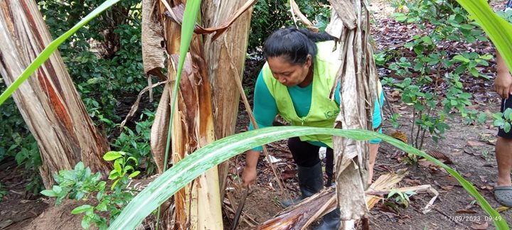 ICA-IVC-Platano-Vaupes.jpg ICA-IVC-Platano-Vaupes.jpg