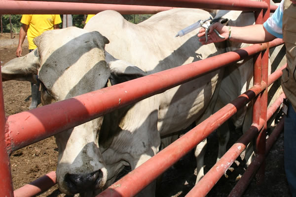 ICA alertó a ganaderos por suspensión de ciclo de vacunación contra fiebre aftosa