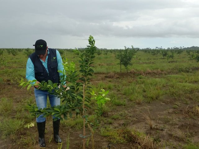 El ICA en el Vichada realizó inspección en cultivos de frutales
