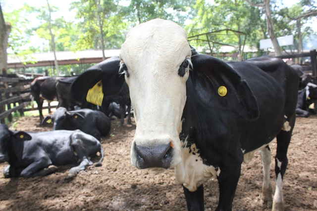 Está abierta la convocatoria para la ejecución del I ciclo de vacunación contra fiebre aftosa y brucelosis bovina 2019