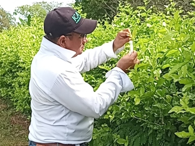 Muestreo para el diagnóstico del HLB y su insecto vector en el Cesar