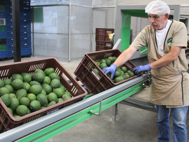 Proceso de aguacate para exportación.