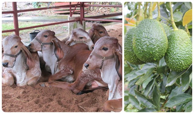 Predios productores agropecuarios se certifican en producción de calidad y competitiva 