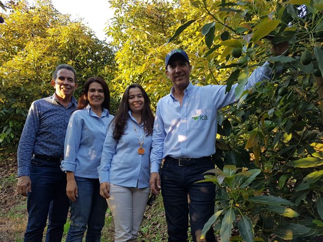 Zona productora de aguacate Hass en Risaralda avanza hacia la  excelencia  