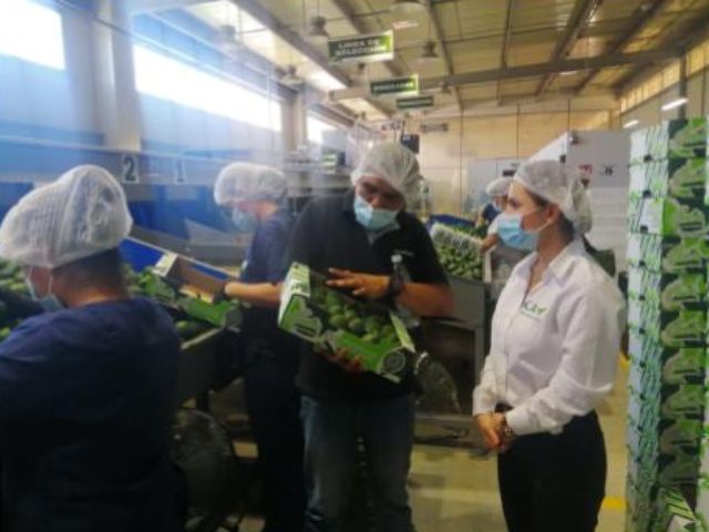 Aguacateros del Tolima continúan trabajando para llegar a mercados internacionales.