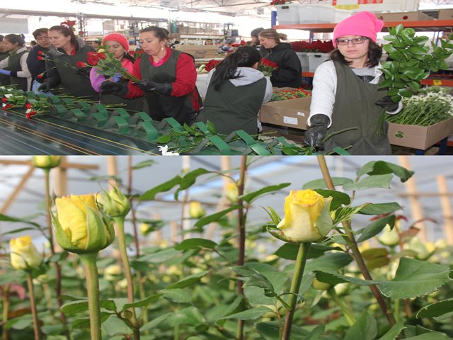 Con 660 millones de tallos, la floricultura colombiana enamora los corazones en San Valentín