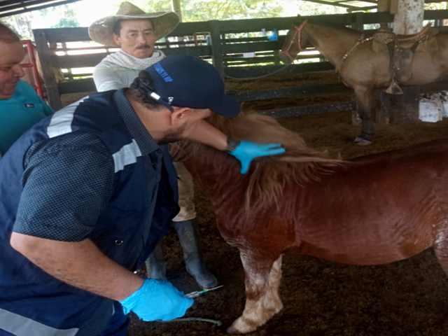 Prevención contra encefalitis equina venezolana, una prioridad para el ICA en Caquetá