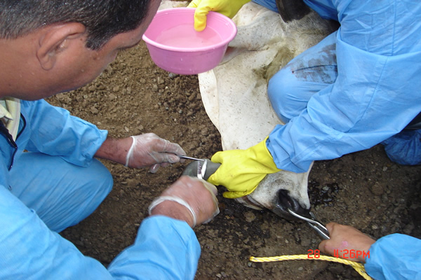 ICA continúa fortaleciendo sus procesos para la atención de posibles episodios de fiebre aftosa