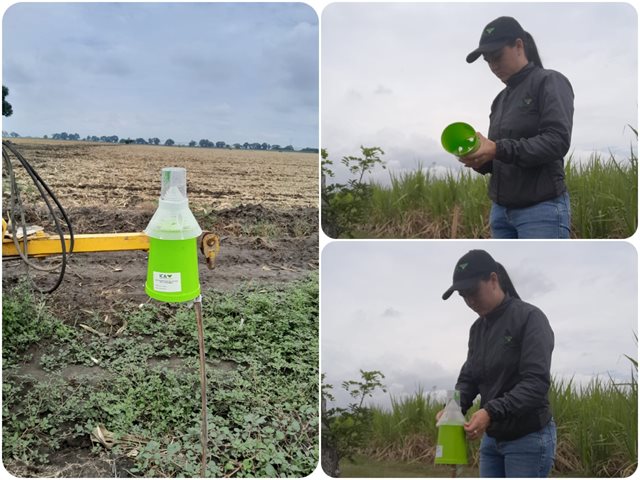 El ICA realiza vigilancia fitosanitaria en cultivos de algodón en el Valle del Cauca 