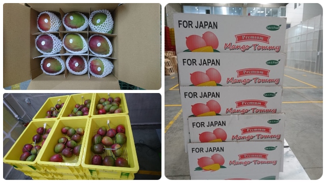 Fruta colombiana seguirá conquistando el mercado japonés
