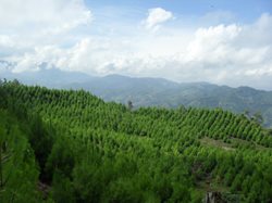Plantación Pino