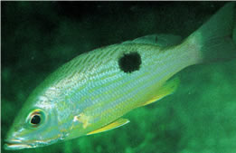 Pargo lunarejo